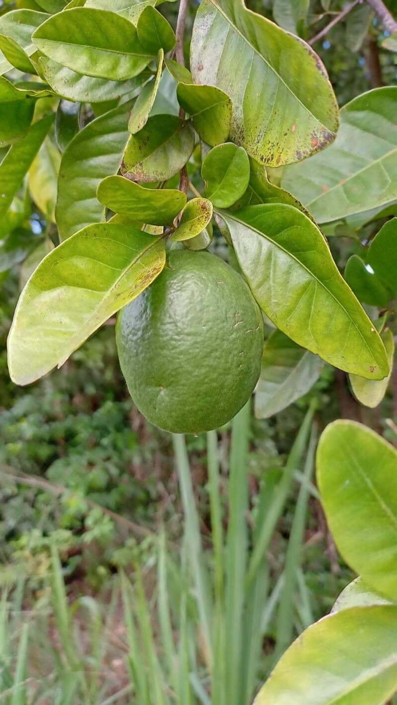 Limón Ornamental - Vista principal